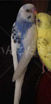 迷い鳥の写真