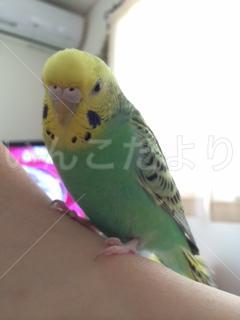 迷い鳥の写真