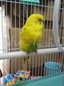保護鳥の写真
