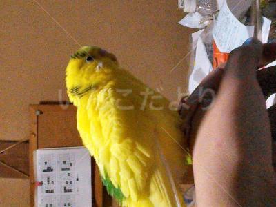 保護鳥の写真