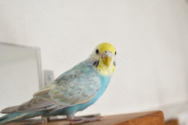迷い鳥の写真