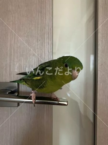 迷い鳥の写真