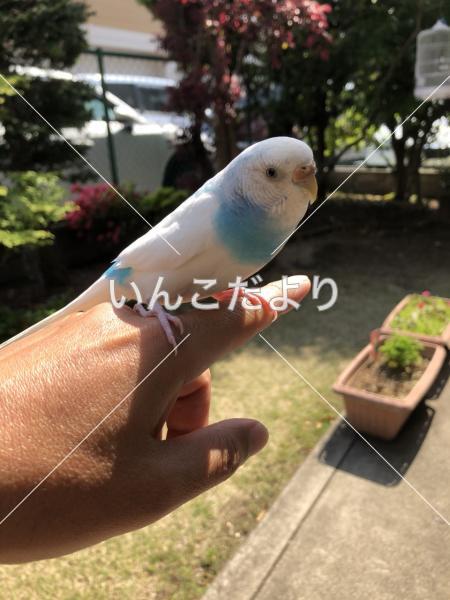 迷い鳥の写真