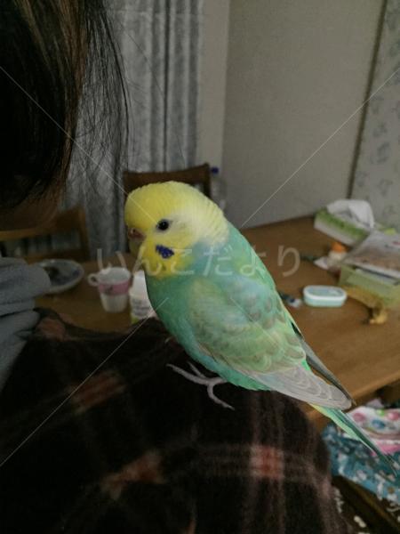 迷い鳥の写真