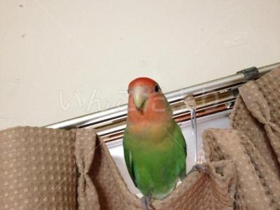 迷い鳥の写真