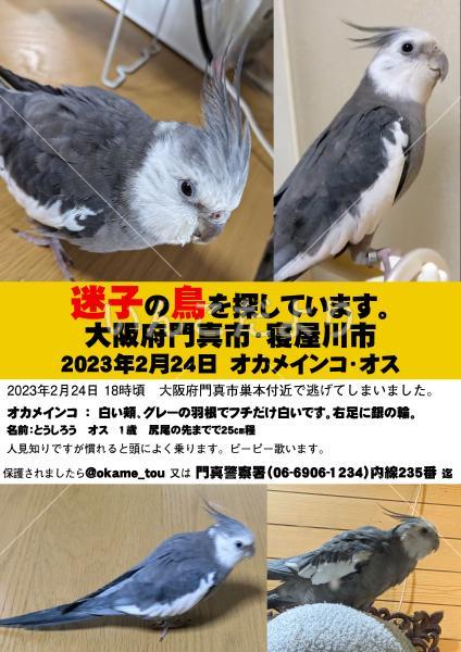 迷い鳥の写真