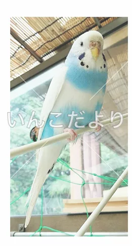 迷い鳥の写真