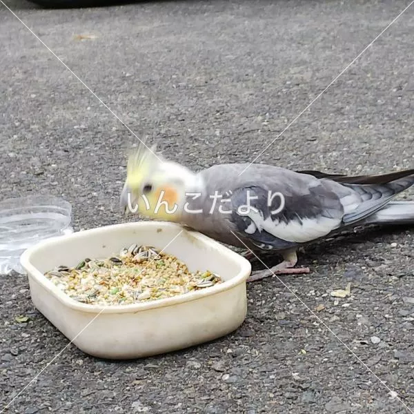 保護鳥の写真