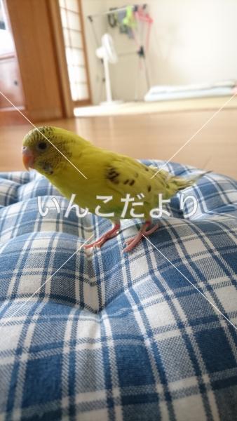 迷い鳥の写真