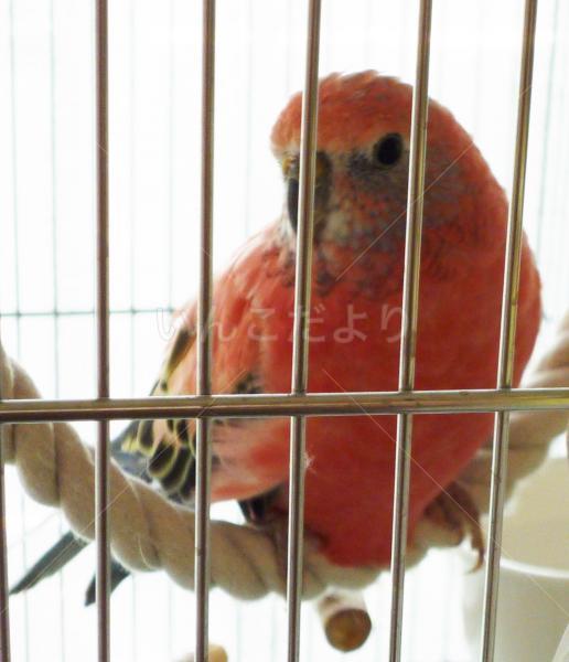 迷い鳥の写真