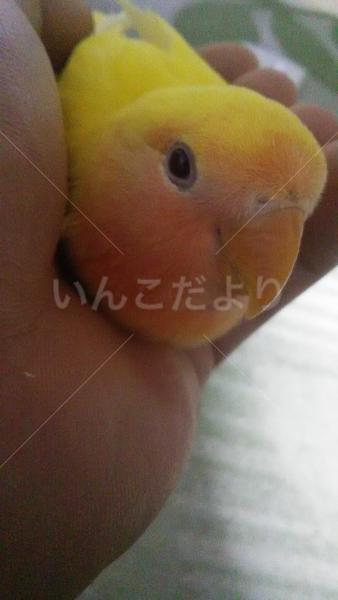 迷い鳥の写真