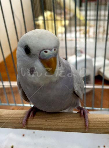 保護鳥の写真