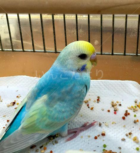 保護鳥の写真