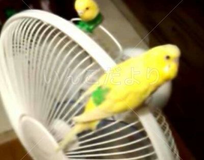 迷い鳥の写真