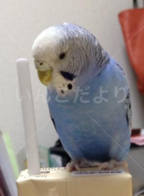 迷い鳥の写真