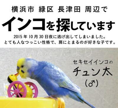 迷い鳥の写真