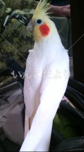 迷子鳥の画像