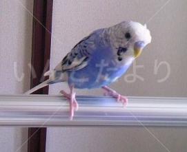 迷い鳥の写真