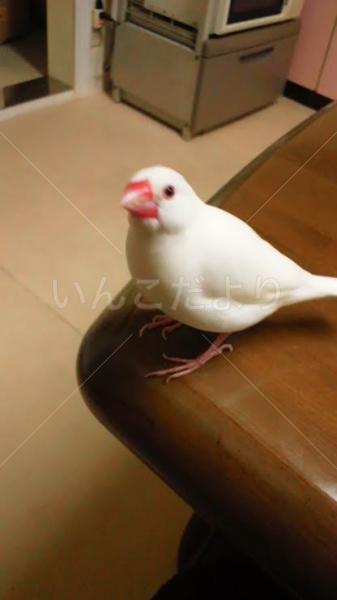 迷い鳥の写真