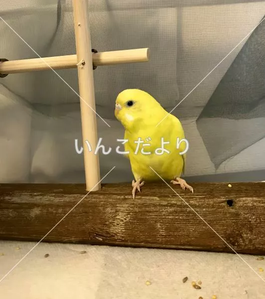 保護鳥の写真