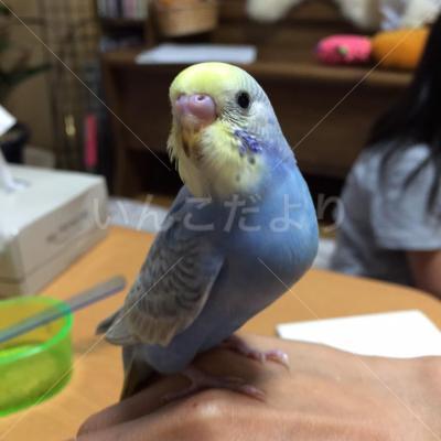 迷い鳥の写真