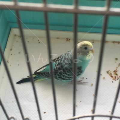 保護鳥の写真