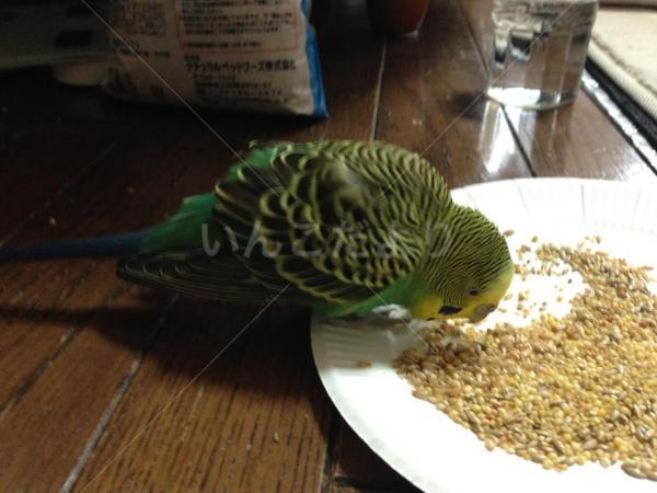 保護鳥の写真