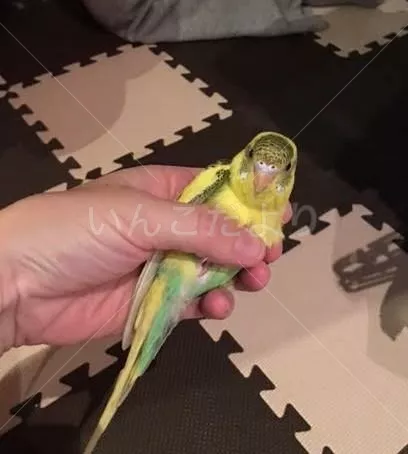 保護鳥の写真