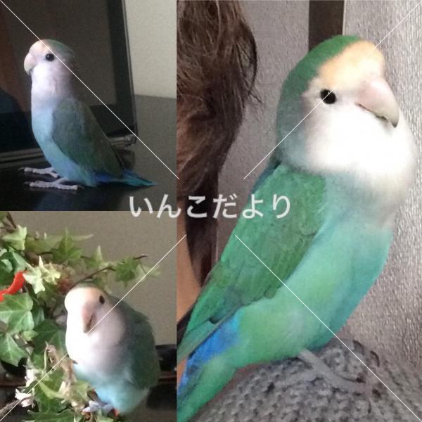 迷い鳥の写真