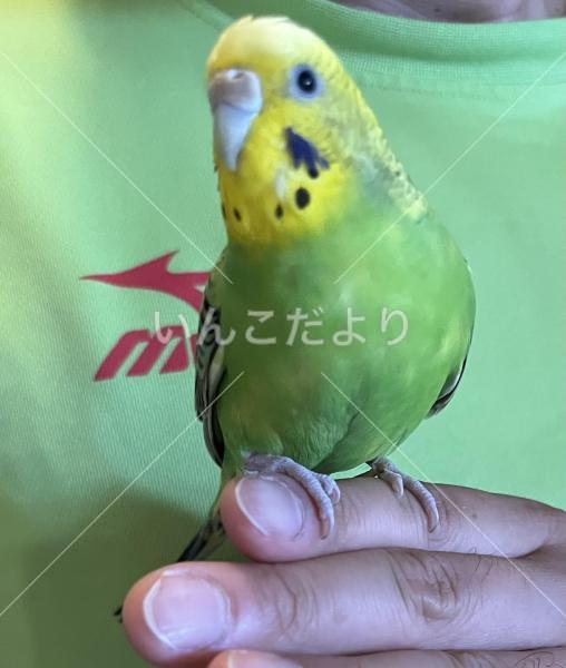迷い鳥の写真