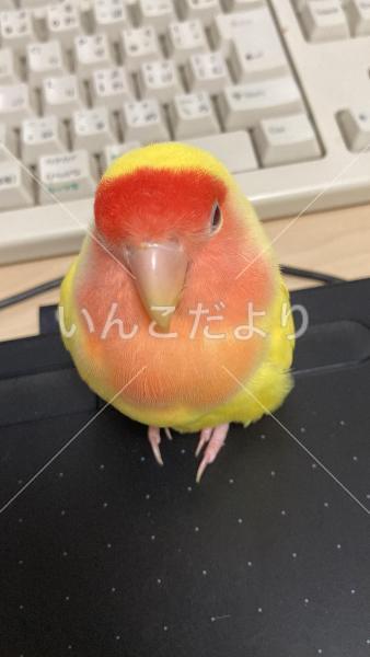 迷い鳥の写真