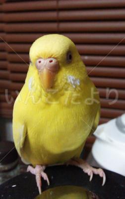 保護鳥の写真