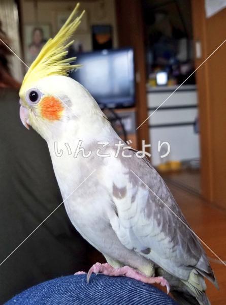 迷い鳥の写真
