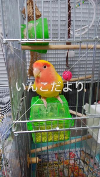 迷い鳥の写真
