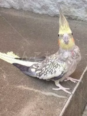 保護鳥の写真