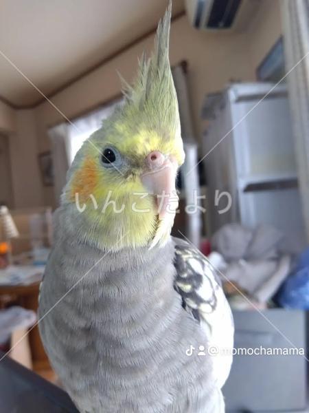 迷い鳥の写真