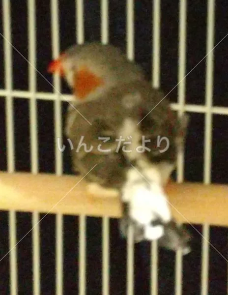 保護鳥の写真