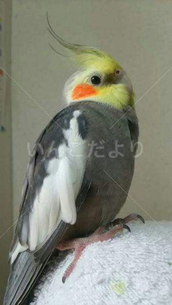 迷い鳥の写真