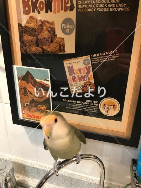 迷い鳥の写真
