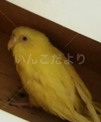 保護鳥の写真