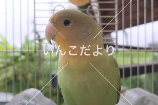 保護鳥の写真