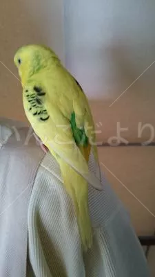 保護鳥の写真