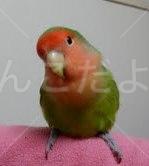 迷い鳥の写真