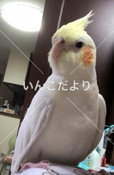 迷い鳥の写真