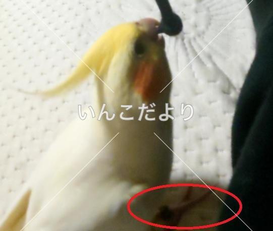 迷い鳥の写真