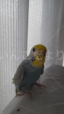 迷い鳥の写真