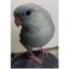 サザナミインコ