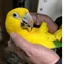 ニョオウインコ