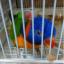ゴシキセイガイインコ