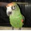 ズアカハネナガインコ